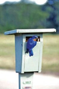 Creating a Bird Sanctuary: DIY Bluebird House Image